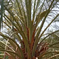 گرده افشانی.درختی صدتومن