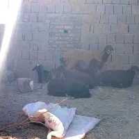 میش وبره|حیوانات مزرعه|تربت جام, جلگه موسی آباد|دیوار