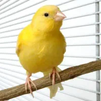 قناری رولر ژرمن