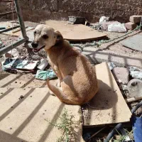سگ پاکوتاه ماده  500 تومان  معامله با کبوتر یامرغ