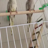 عروس هلندی|پرنده|مشهد, چهارچشمه|دیوار