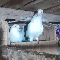 کبوتر