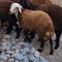 بره نر