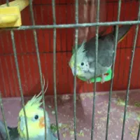 عروس جفت سیامون