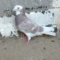 کشکلک و ساده