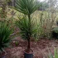 تعداد 13 عدد گل یوکا