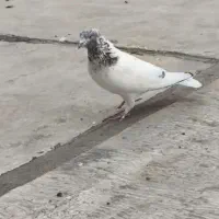 کفتر کله دار کاکلی