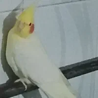 طوطی هلندی نر سخنگو