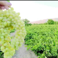 باغ انگور نزدیک اتوبان
