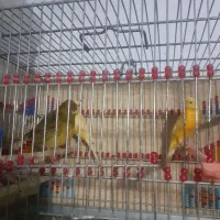 قناری نر و ماده