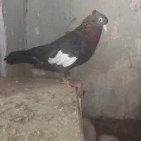 کفتر سرک تافتی