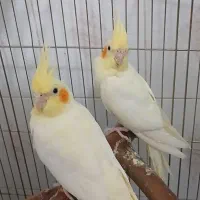 جفت مولد لوتینو دانسته