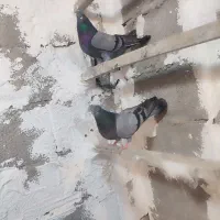 یه جفت سبز عتیقه