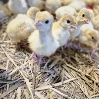 جوجه بوقلمون بیوتی 6