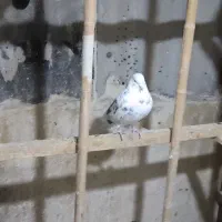 12عدد کبوتر یکجا دونه 150|پرنده|محلات, |دیوار