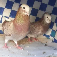 یک جفت کفترنقش پرشی وعالی|پرنده|حمیدیا, |دیوار