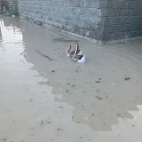 قوغاز|حیوانات مزرعه|میناب, |دیوار