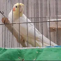 حراج حراج پرنده و محلی معاوضه دارم|حراج|علیآباد کتول, |دیوار