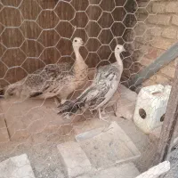 فروش طاووس وجوجه طاووس فروش عروس هلندی