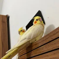 جفت عروس هلندی