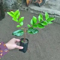 یاس هلندی نشایی ریشه پرس