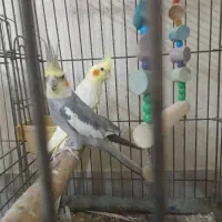 پرنده|پرنده|ابریشم, |دیوار