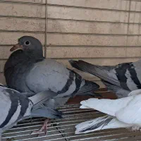 جوجه طوقی
