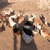 تعدادی مرغ و خروس محلی|حیوانات مزرعه|کوهدشت, |دیوار