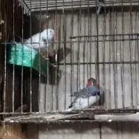 فنچ|پرنده|تهران, شوش (باغ آذری)|دیوار