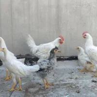 مرغ بومی|حیوانات مزرعه|اصفهان, آفاران|دیوار