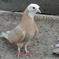 کبوتر ترکیه کاکل پیشانی