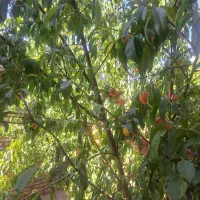 ملک تجاری 'مسکونی بلوارکرکوند سرمایه گذاری پرسود|فروش مغازه و غرفه|مبارکه, |دیوار