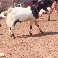 نربز پاکستانی