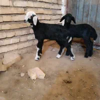 بره نر های قره قزل و بره چال