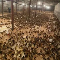 جوجه۱روزه|حیوانات مزرعه|اهواز, پردیس|دیوار