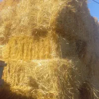 یونجه چین اول کلش گندم ۱۰۰خروار|لوازم جانبی حیوانات|مشگین شهر, |دیوار