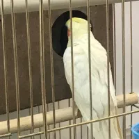 عروس هلندی جفت مولد|پرنده|قروه, |دیوار