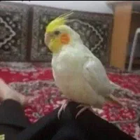 عروس هلندی
