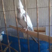 عروس هلندی|پرنده|هریس, |دیوار