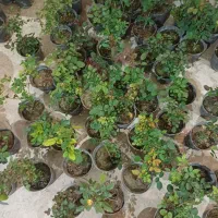 گل رز در رنگ های مختلف فقط ۵۵ تومن