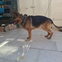 واگذاری سگ ژرمن|سگ|شیراز, بید زرد|دیوار