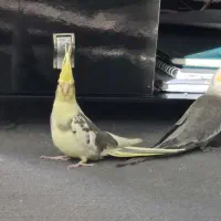 گمشده|حیوانات|فولادشهر, مسکن مهر فولادشهر|دیوار