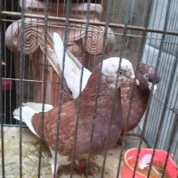کبوتر سینه ای و شازده