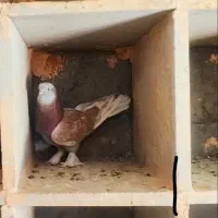 کبوتر 8 عدد خواص