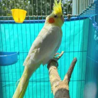فروش یک عدد عروس هلندی نر جوان کاملا سالم
