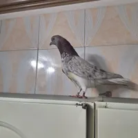 کبوتر|پرنده|سمنان, |دیوار
