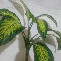 گل آپارتمانی