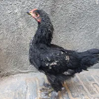 دوعددنیمچه برهما