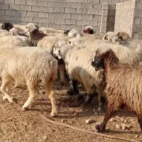 میش ابستن|حیوانات مزرعه|بهبهان, |دیوار