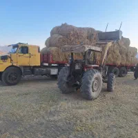 کلش سوفال برنج درجه یک